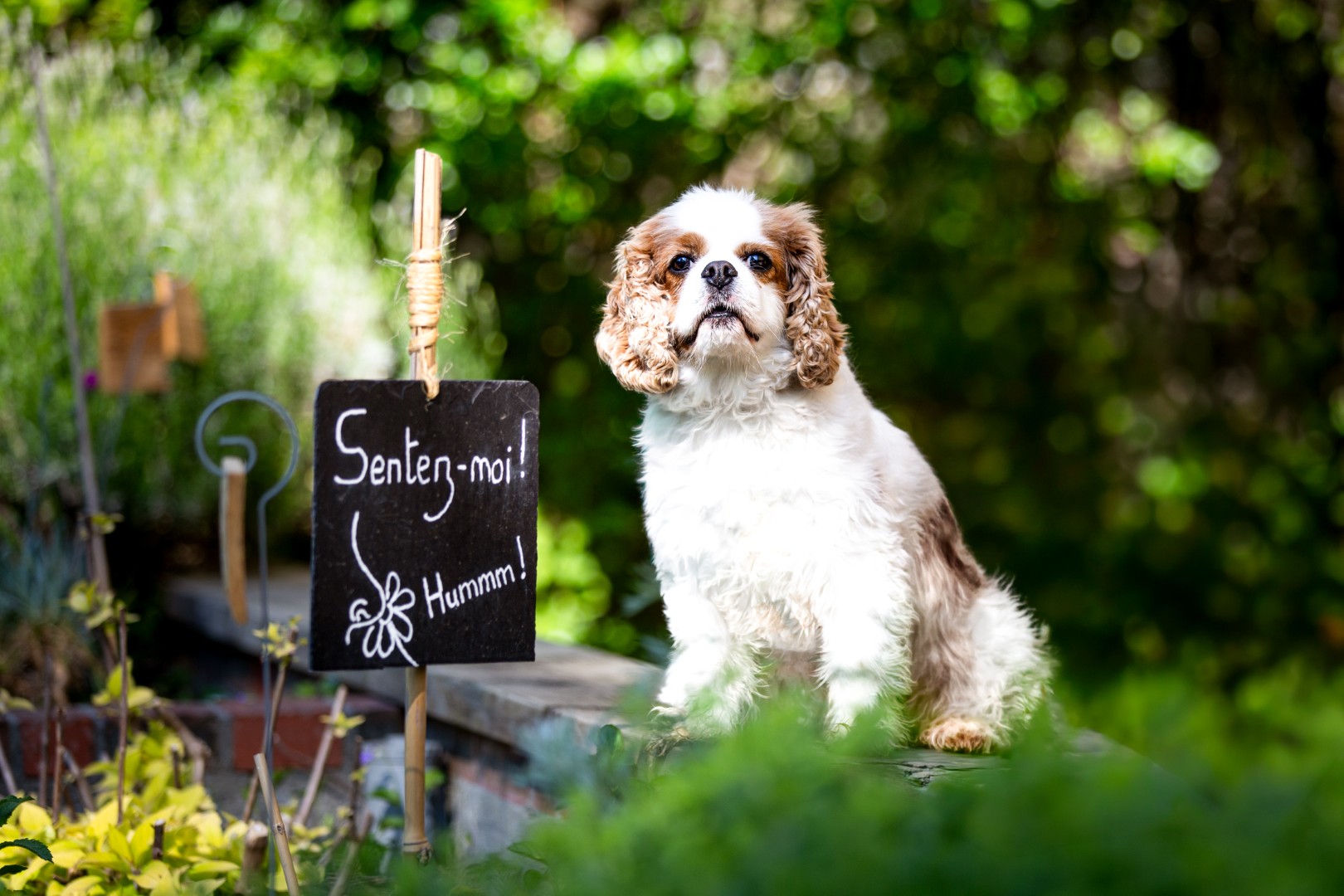 photographie d'un chien